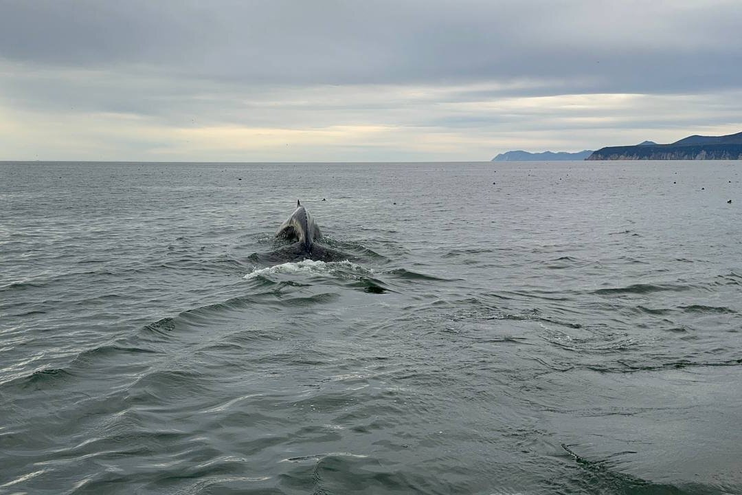 Рыба-кит - Марина Виноградова Рыба-кит - Марина Виноградова