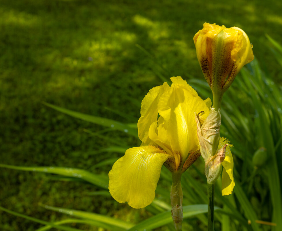 *** - ирина )))