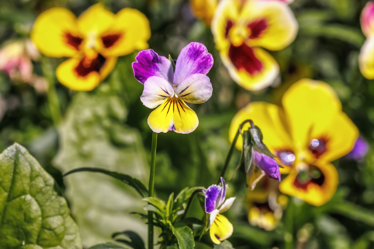 Анютины глазки - Владимир Колесников Анютины глазки - Владимир Колесников