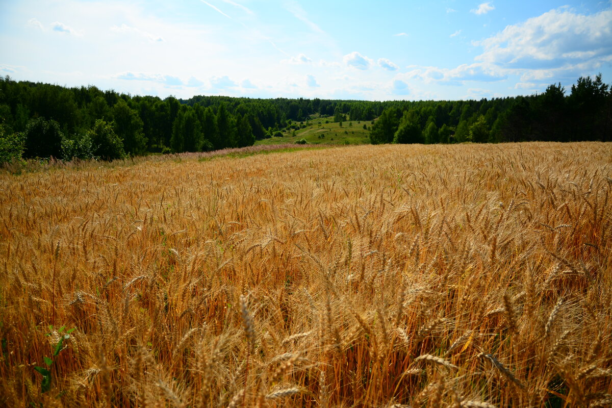 Летний день. - Михаил Колосов Летний день. - Михаил Колосов