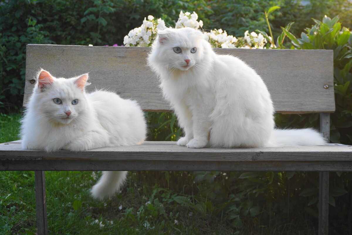 Коты на даче - Сергей Ц