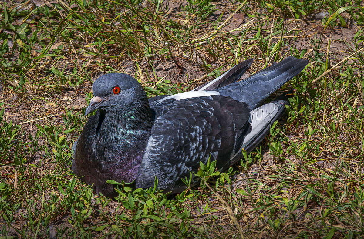 Сизарь - Aleksey Afonin