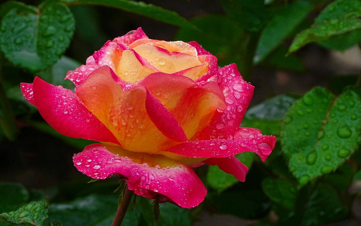 Роза с каплями дождя. - Милешкин Владимир Алексеевич 