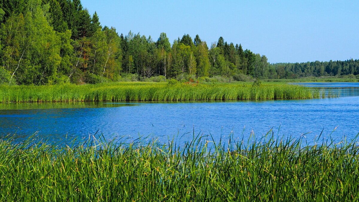 Смоленщина в августе (репортаж из поездок по области). - Милешкин Владимир Алексеевич 