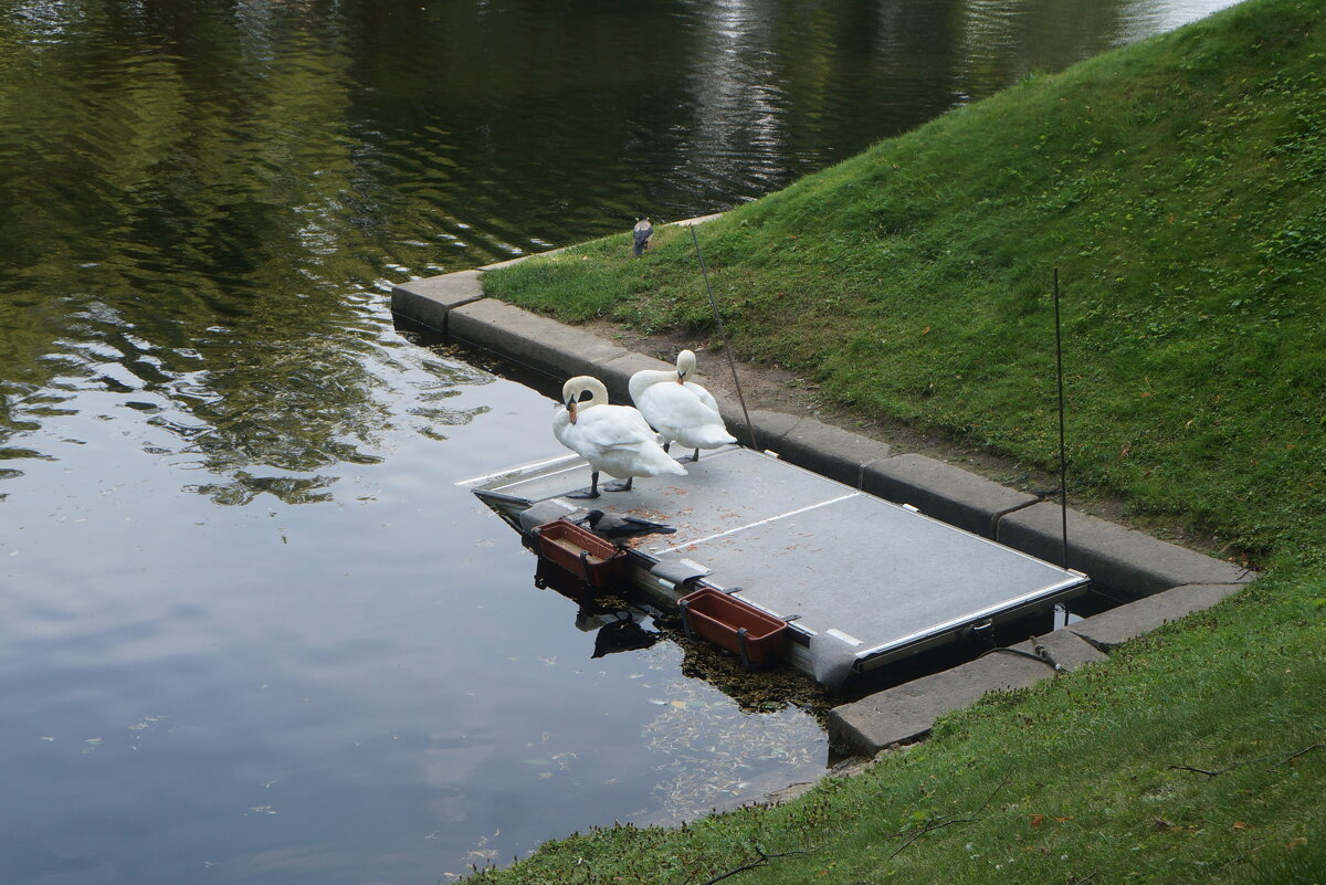 пара лебедей и пара ворон - zavitok *