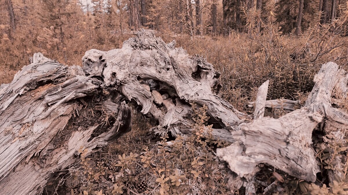 мертвый лес - Артём мертвый лес - Артём