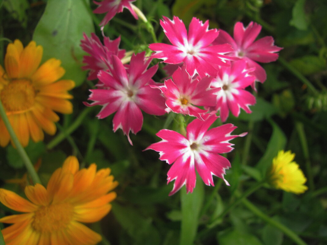 Красота - Людмила Смородинская