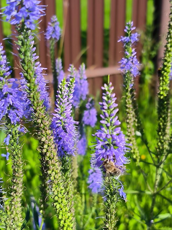 Жаркий август. - Ольга 