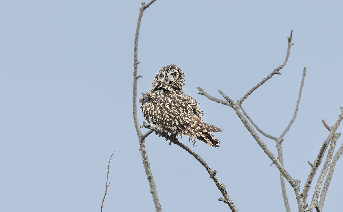 сова болотная. - юрий макаров