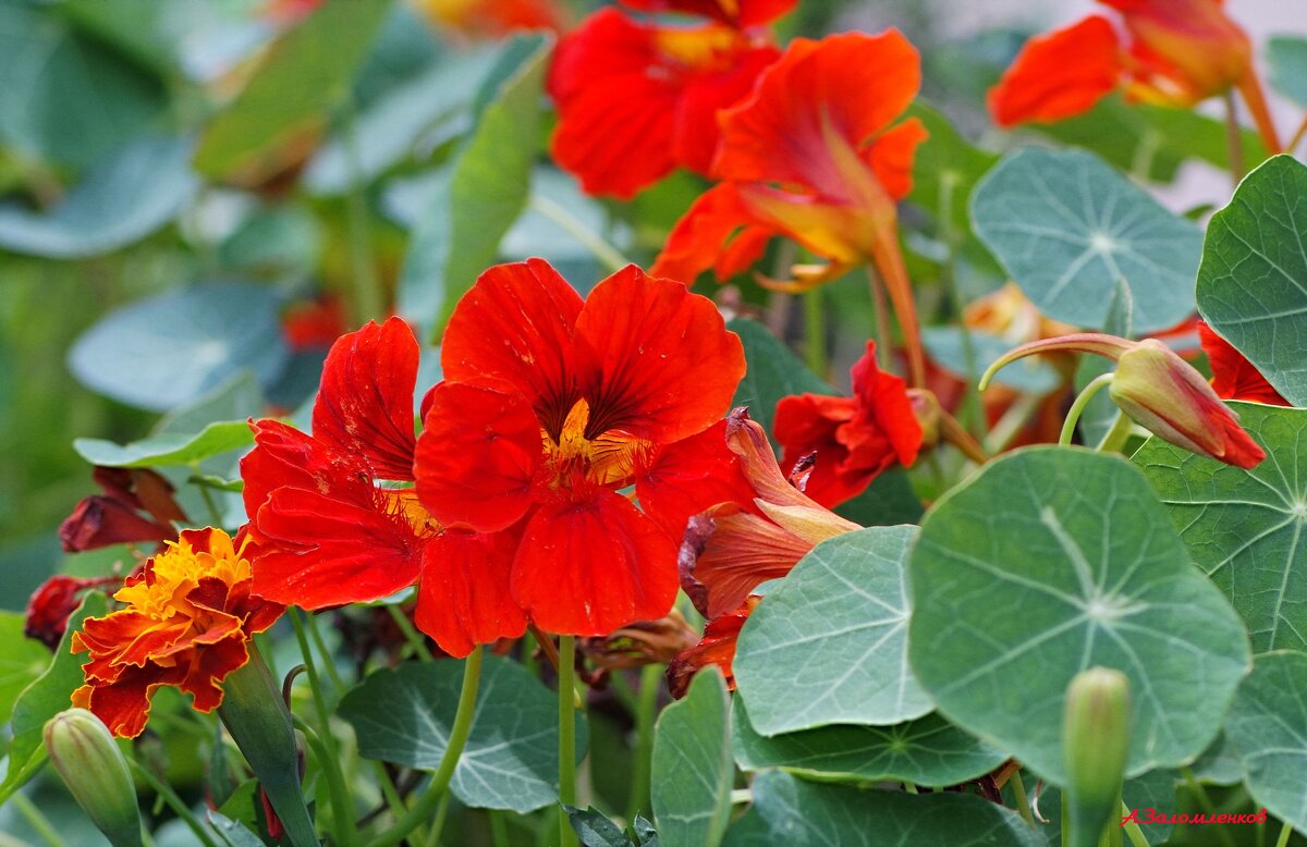 На клумбах городских... - Андрей Заломленков На клумбах городских... - Андрей Заломленков