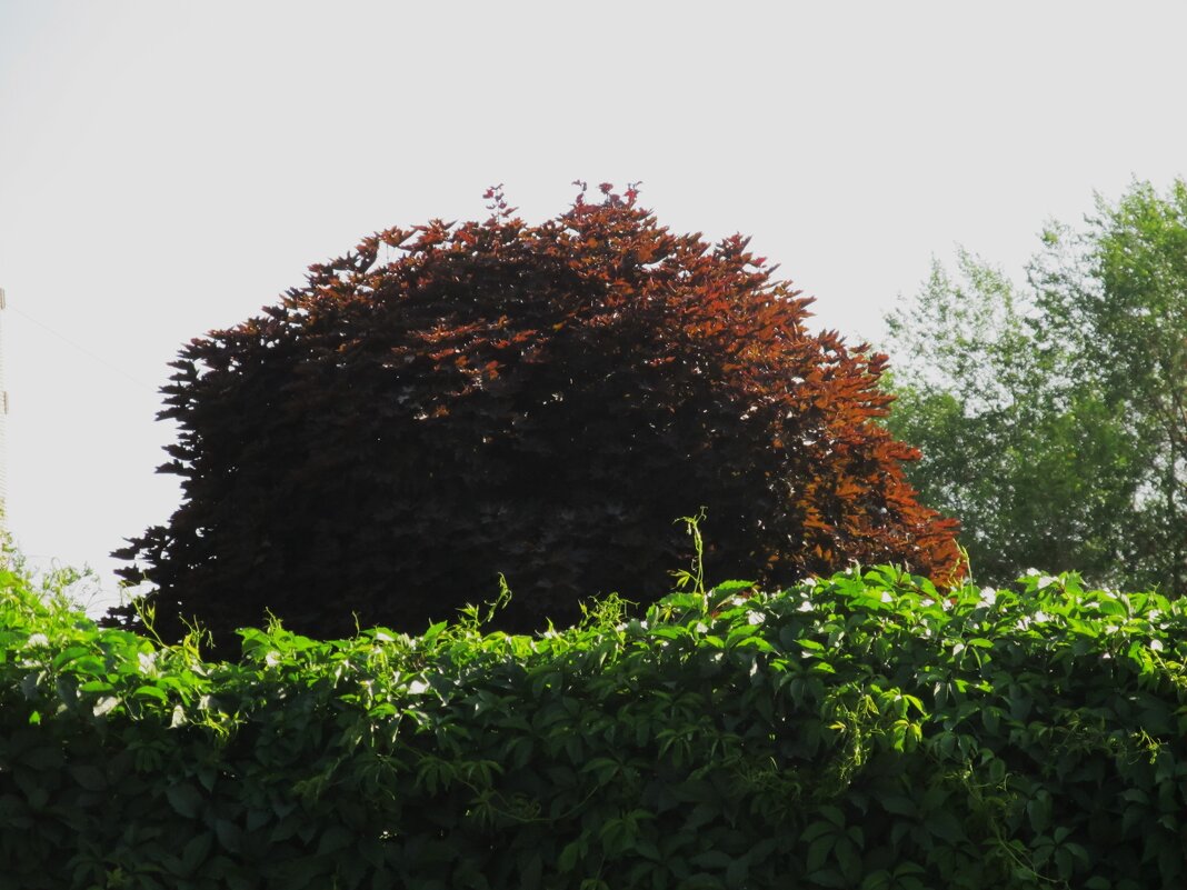 Ах, июнь ! - Елена Шаламова