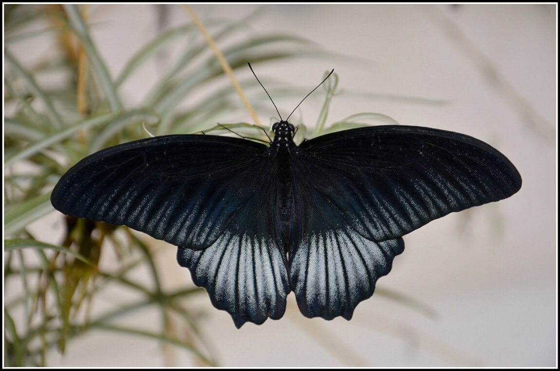 Как прекрасен этот мир - Aleksandr Gal