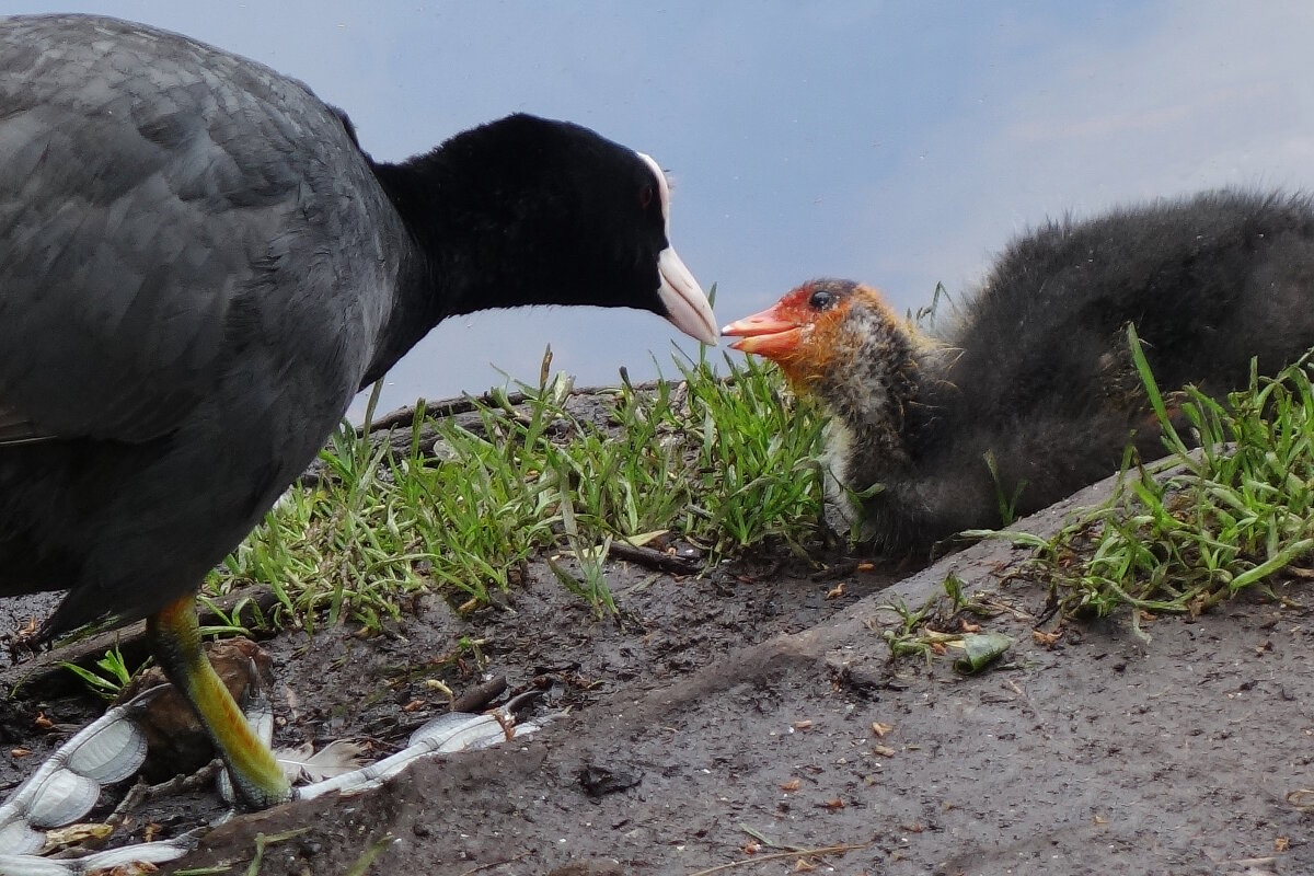 Лысуха и лысушонок - Рита Симонова