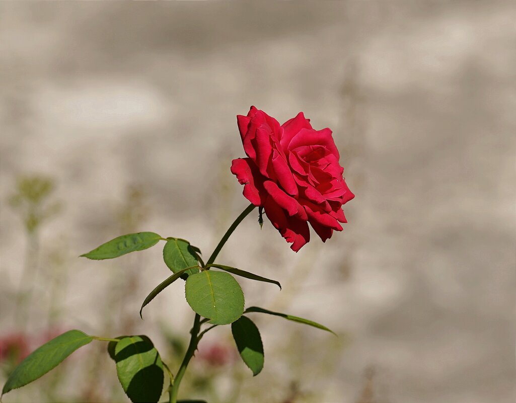 Роза - Татьяна Тюменка