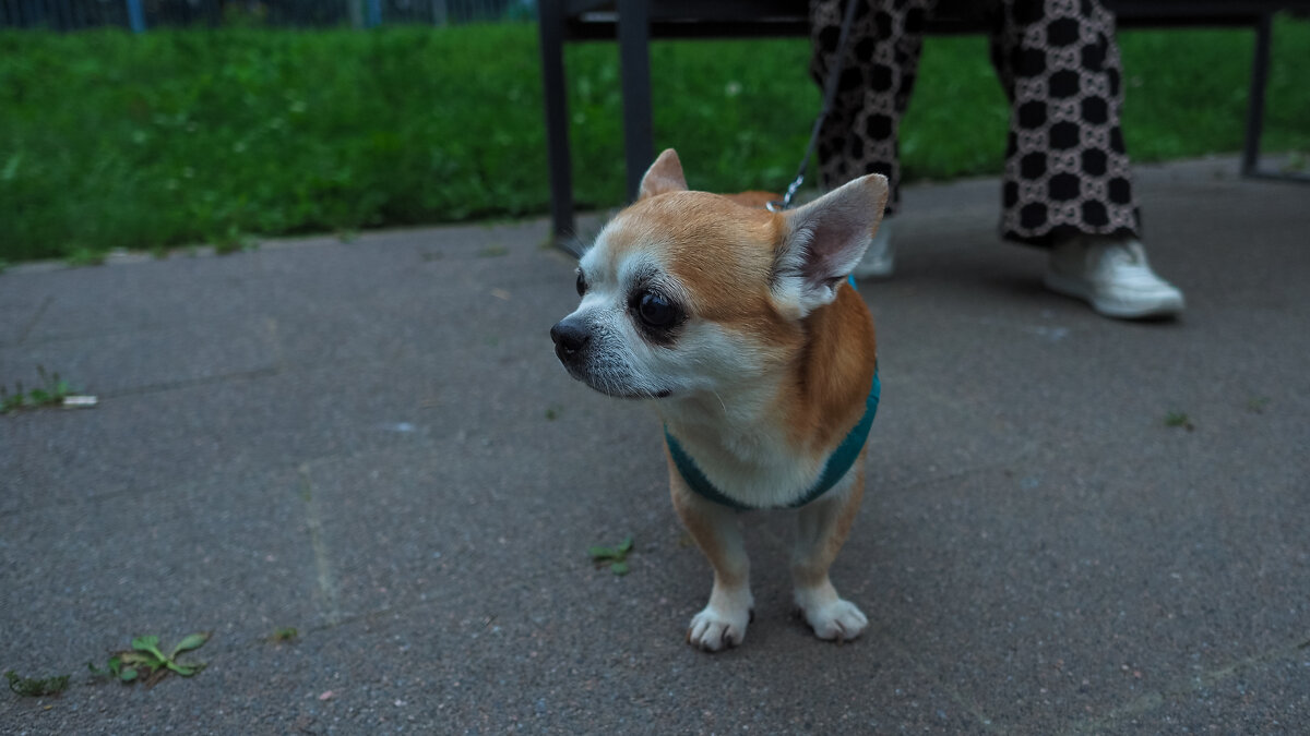 Кроха - юрий поляков