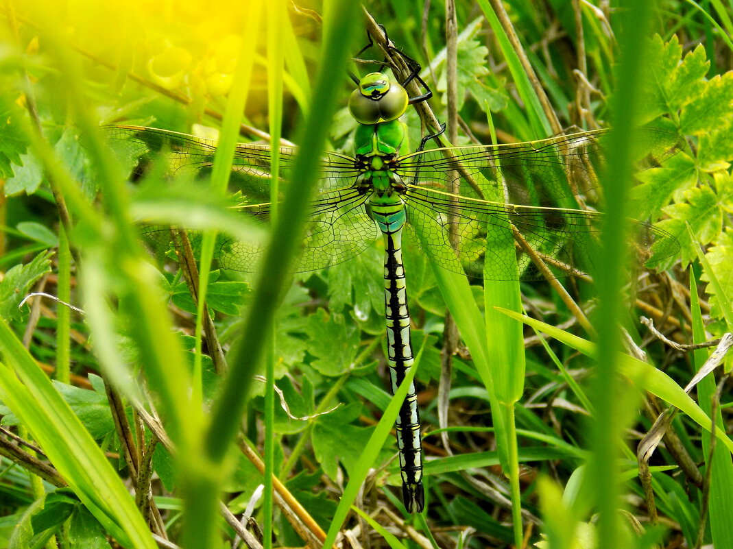 Самец дозорщика-императора нехарактерной для вида окраски - Константин Штарк