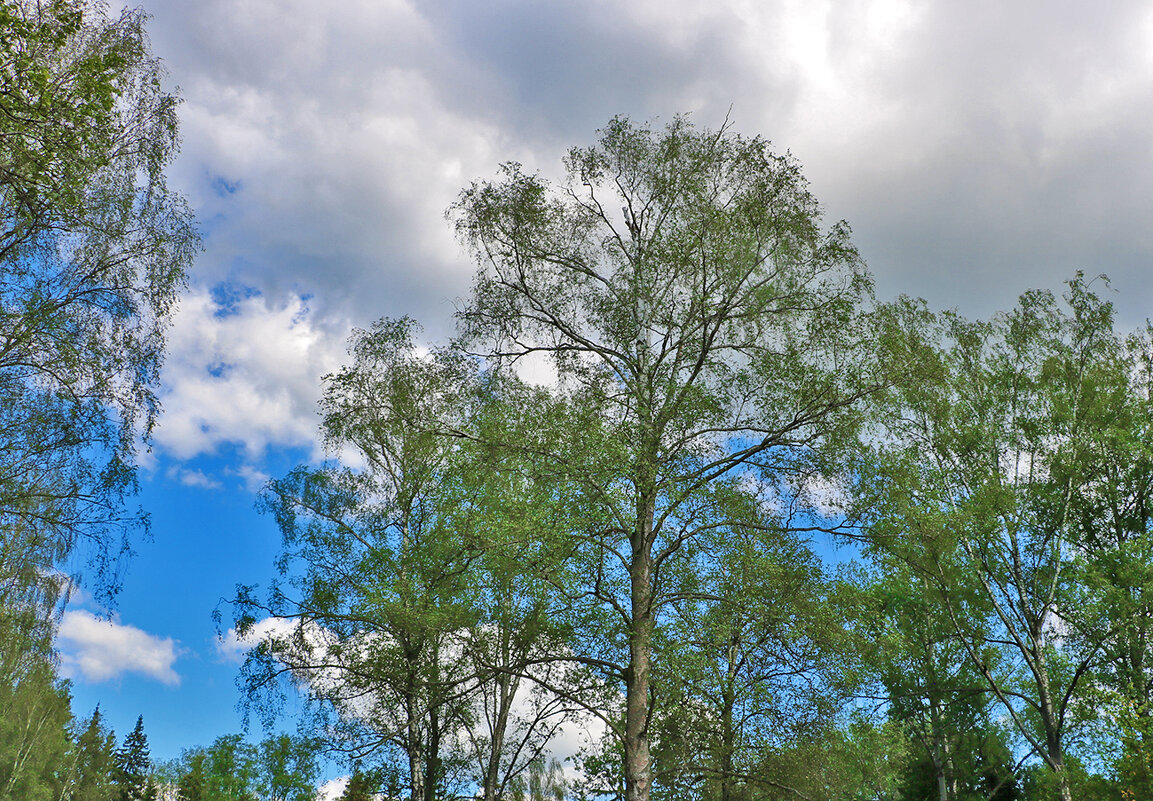 Августовское небо - Светлана 