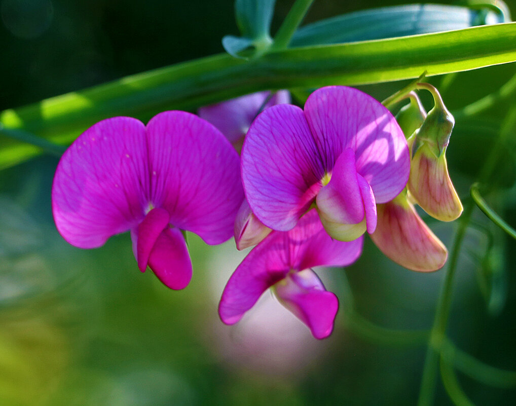 Душистый горошек - Светлана 