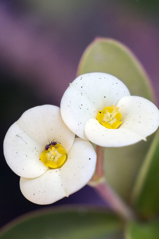 Муравей - Sergey Grim Муравей - Sergey Grim