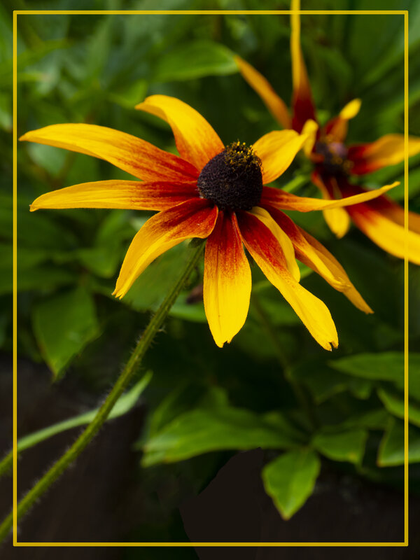 Эхинацея - Евгений Эхинацея - Евгений