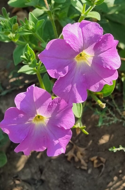 Весёлые сестрички - Наталья 