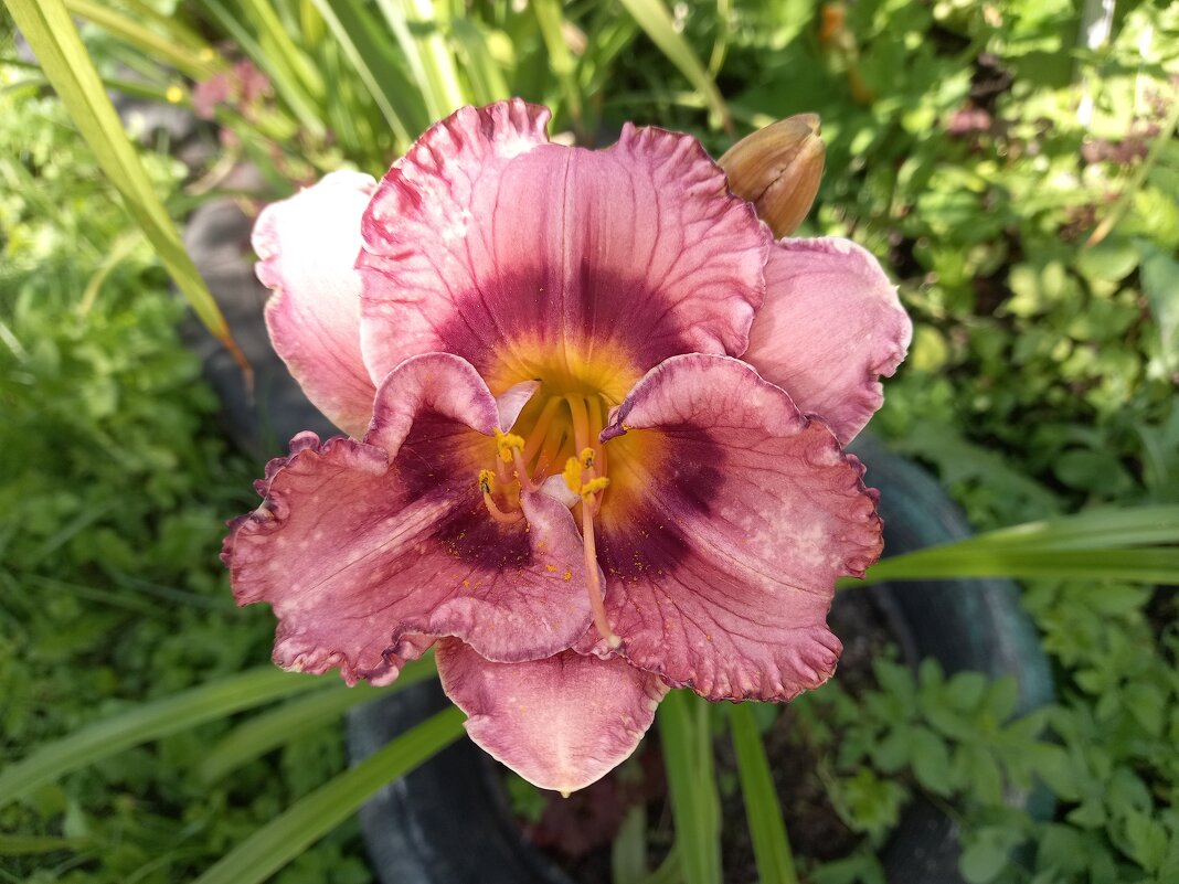 Лилейник - BoxerMak Mak