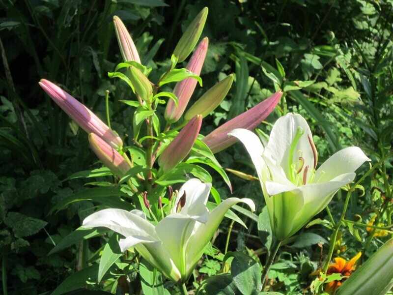 Лилии - Дмитрий Никитин Лилии - Дмитрий Никитин