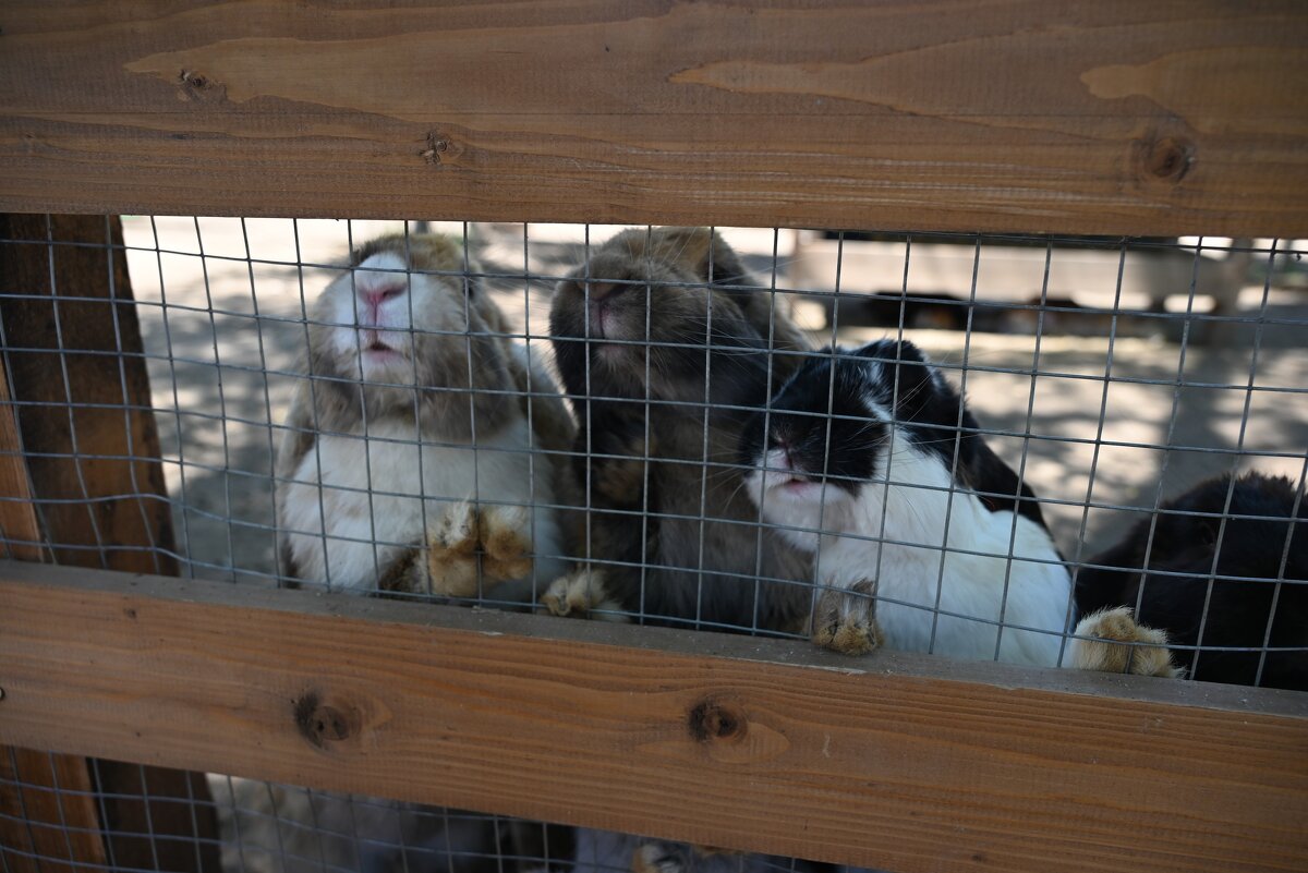 ... - Митяй Митрич