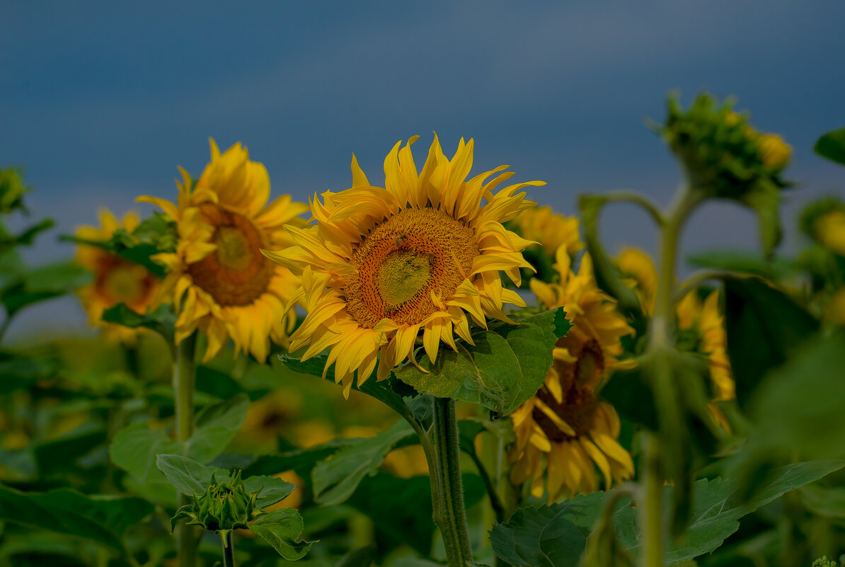 Летнее.... - Sergey (Apg) Летнее.... - Sergey (Apg)