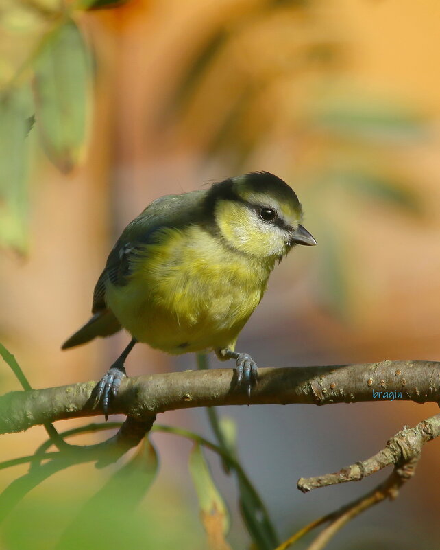 прячется в тени ... - Andrey Bragin прячется в тени ... - Andrey Bragin