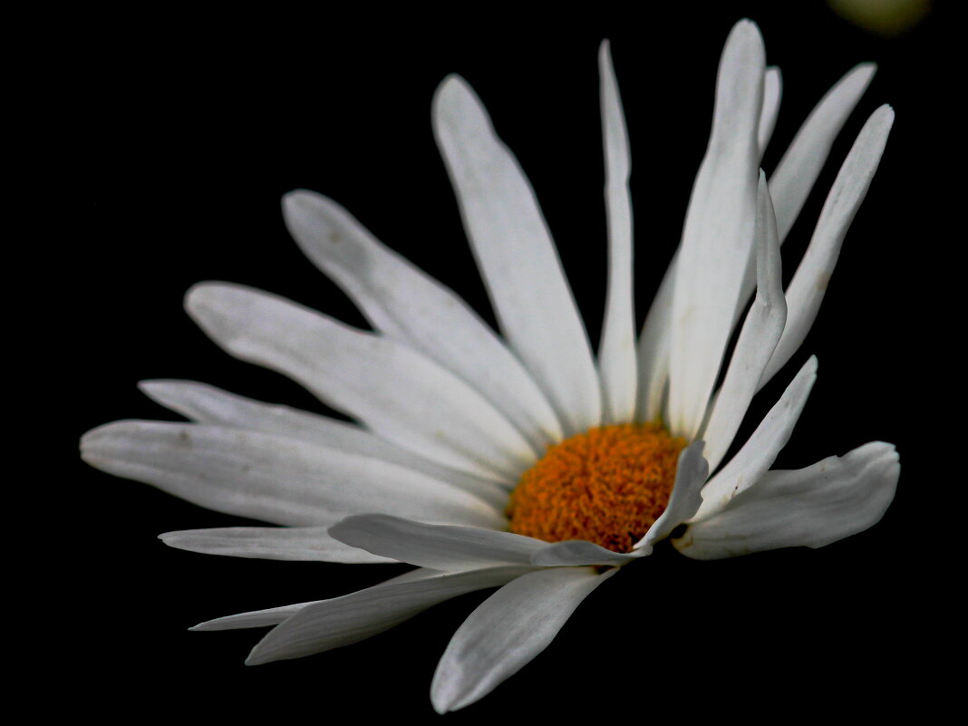 РОМАШКА - victor Lion