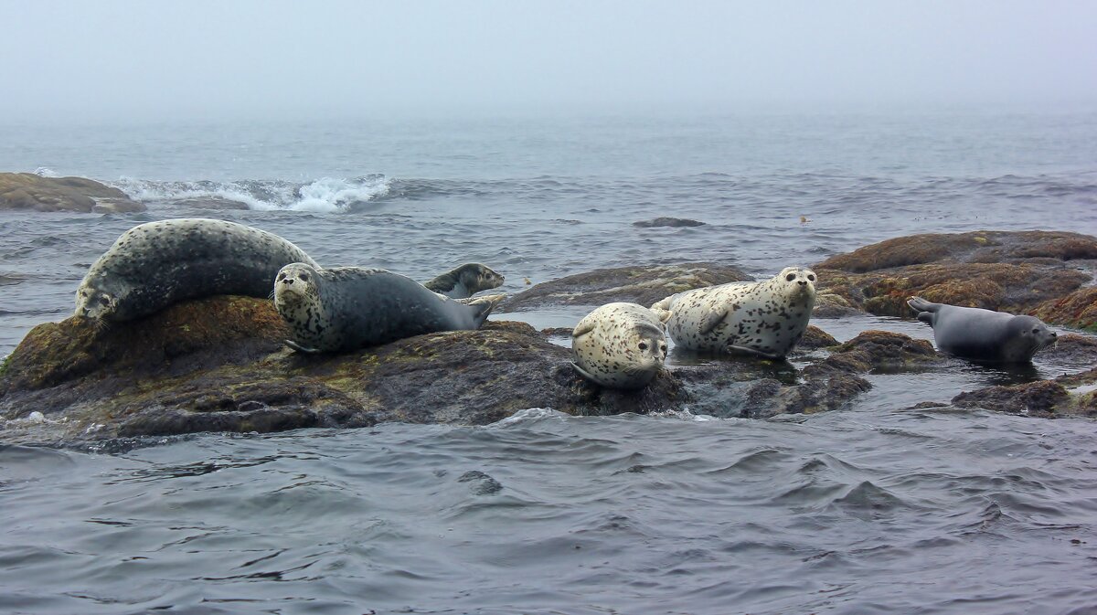 Ларги - Владимир Соколов (svladmir)