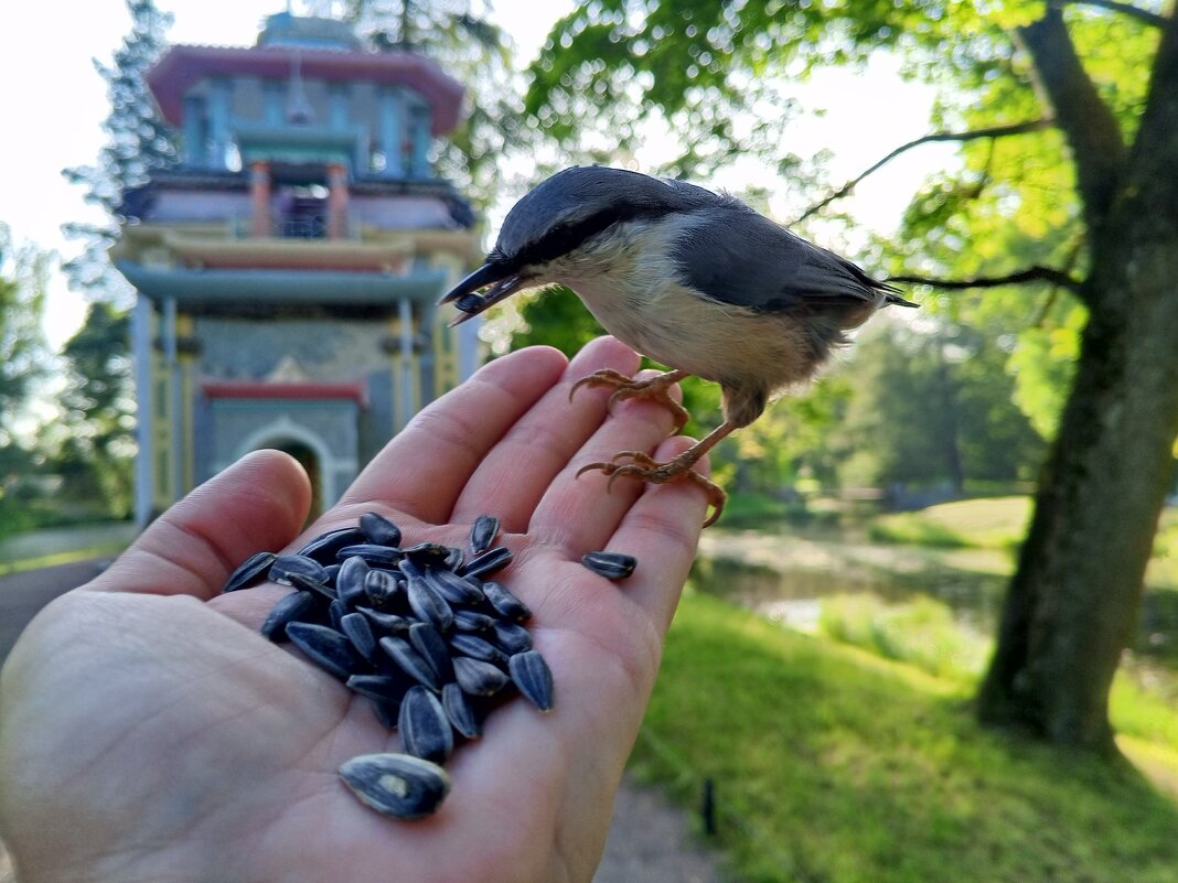 Поползень - Сапсан 
