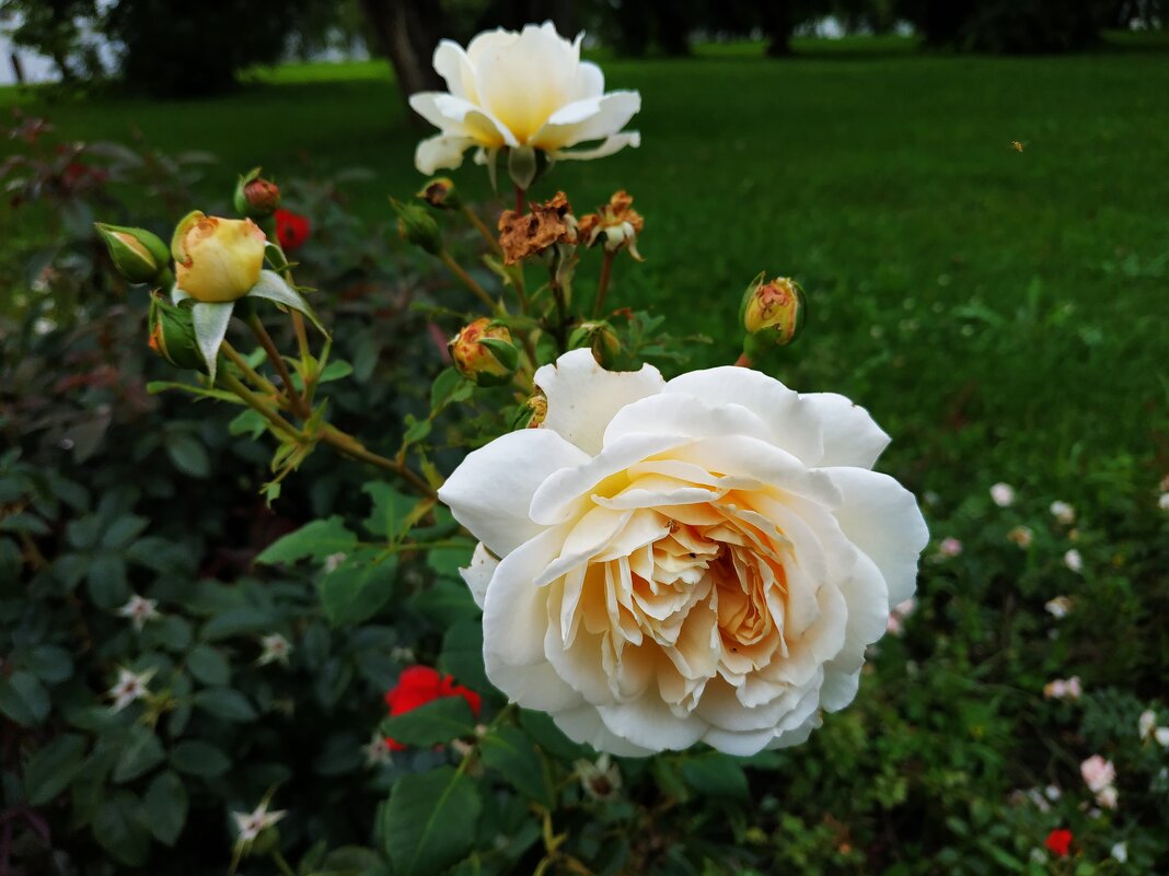 Немного ботаники :-) - Андрей Лукьянов