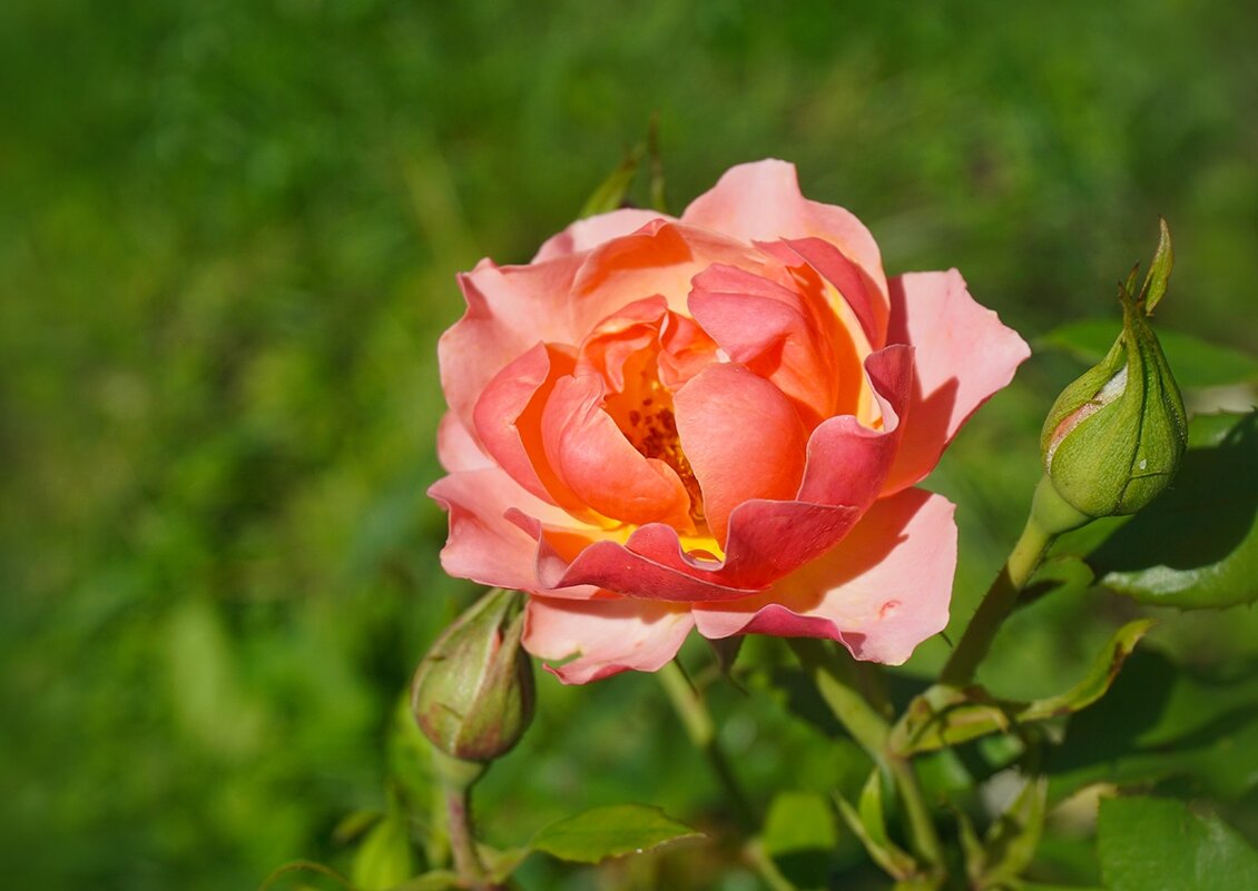 Летние розы - Ольга 