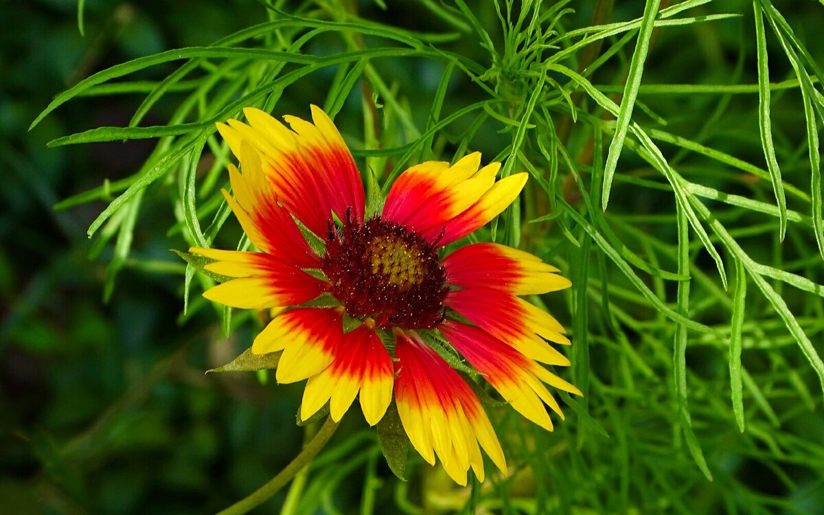 Лето и цветы - Милешкин Владимир Алексеевич Лето и цветы - Милешкин Владимир Алексеевич