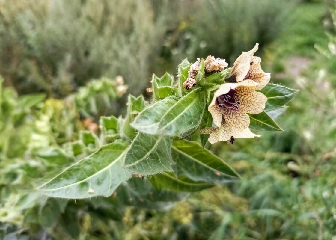 Белена черная - Veera V Белена черная - Veera V