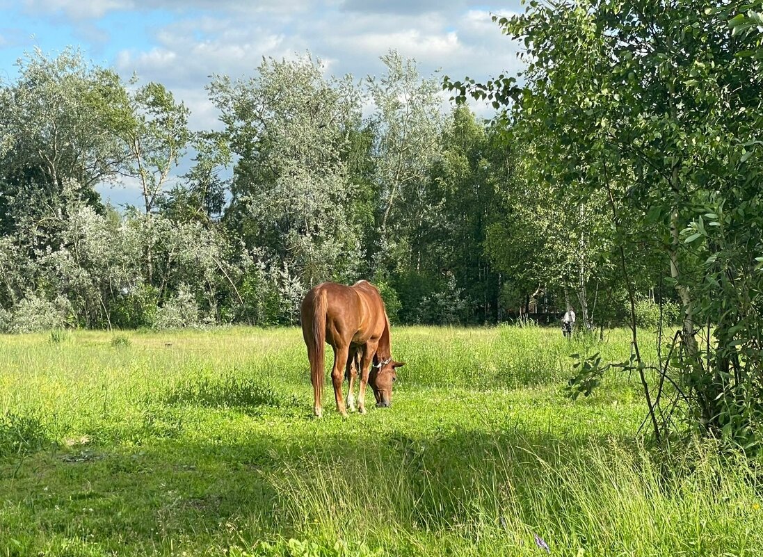 На вольном выпасе - Елена 