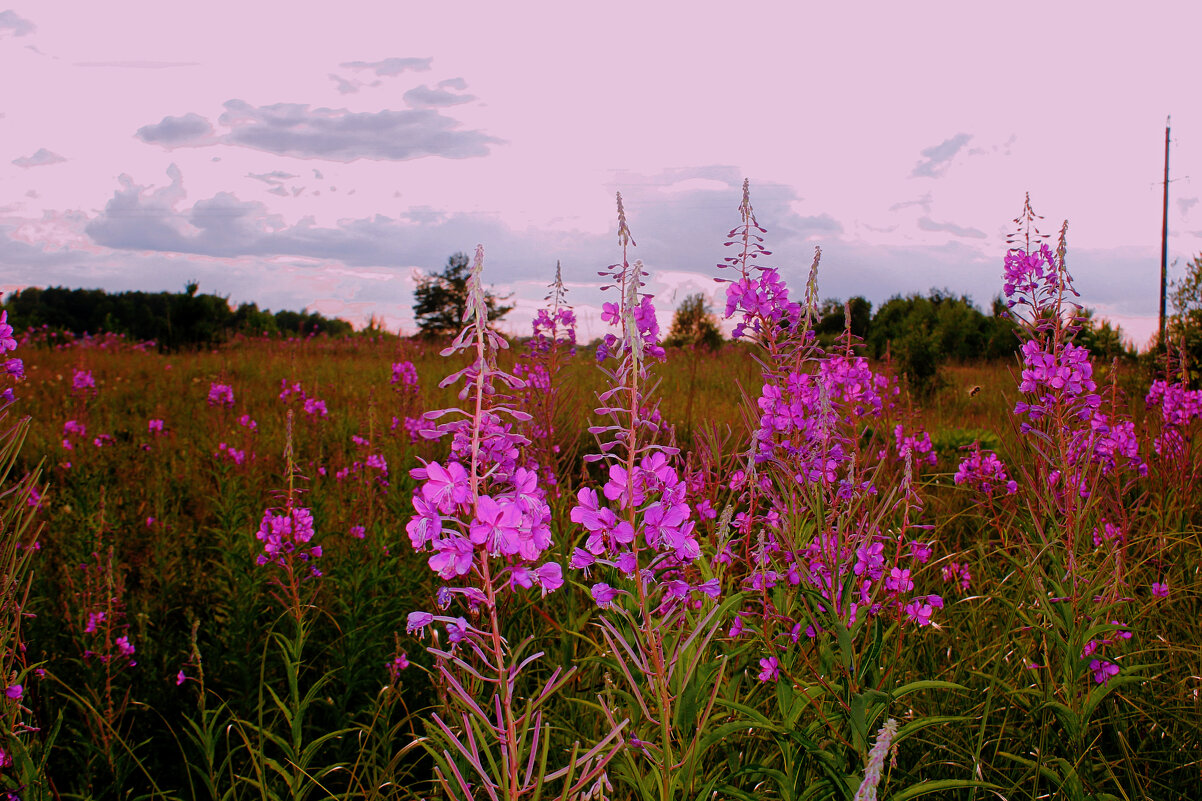 Иван чай - Сергей Кочнев