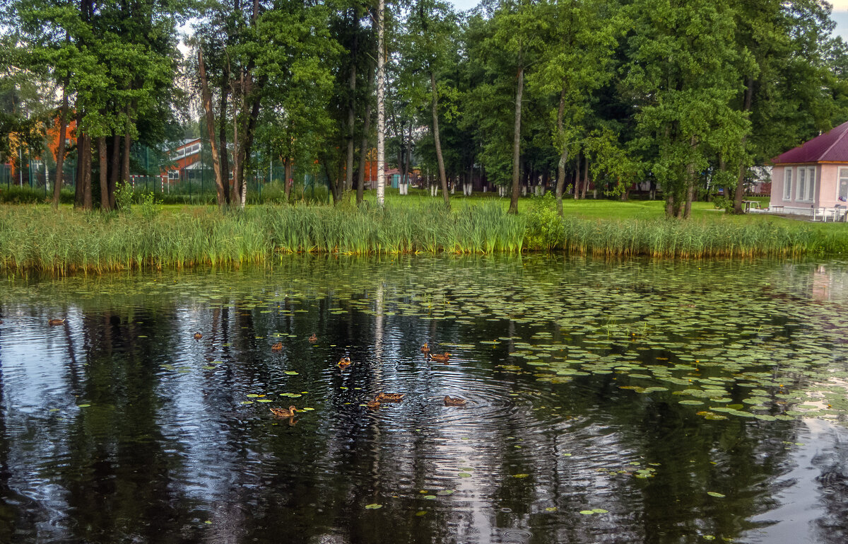 Утки на Введенском озере - Сергей Цветков Утки на Введенском озере - Сергей Цветков