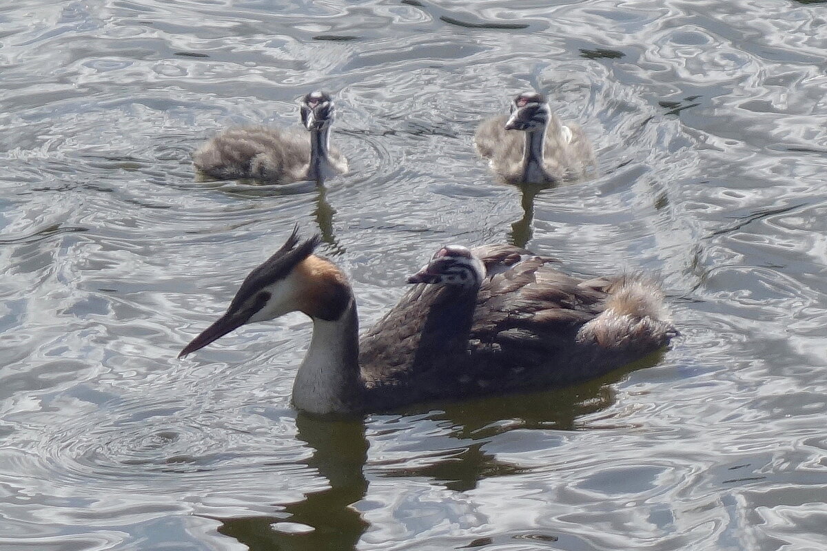 Чомга с птенцами в лучах утреннего солнца - Рита Симонова