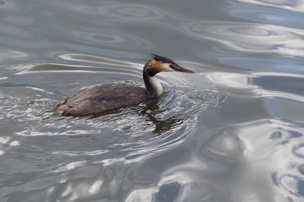 Чомга в лучах утреннего солнца - Рита Симонова
