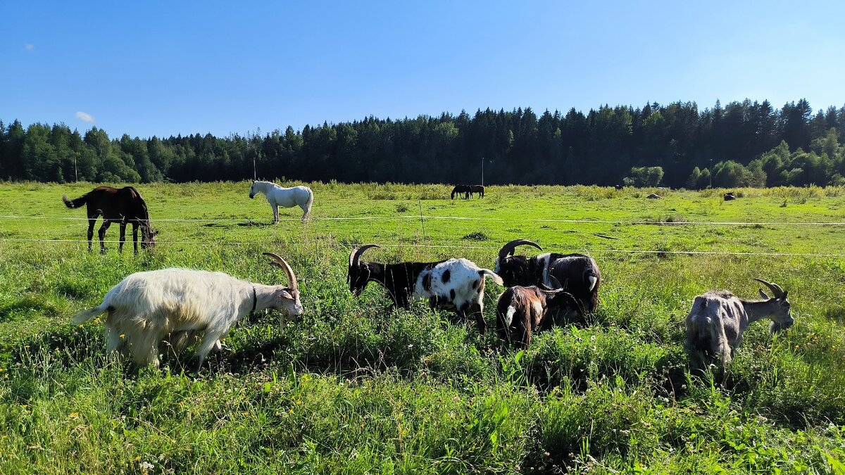 На лугу пасутся КО... - Ольга На лугу пасутся КО... - Ольга