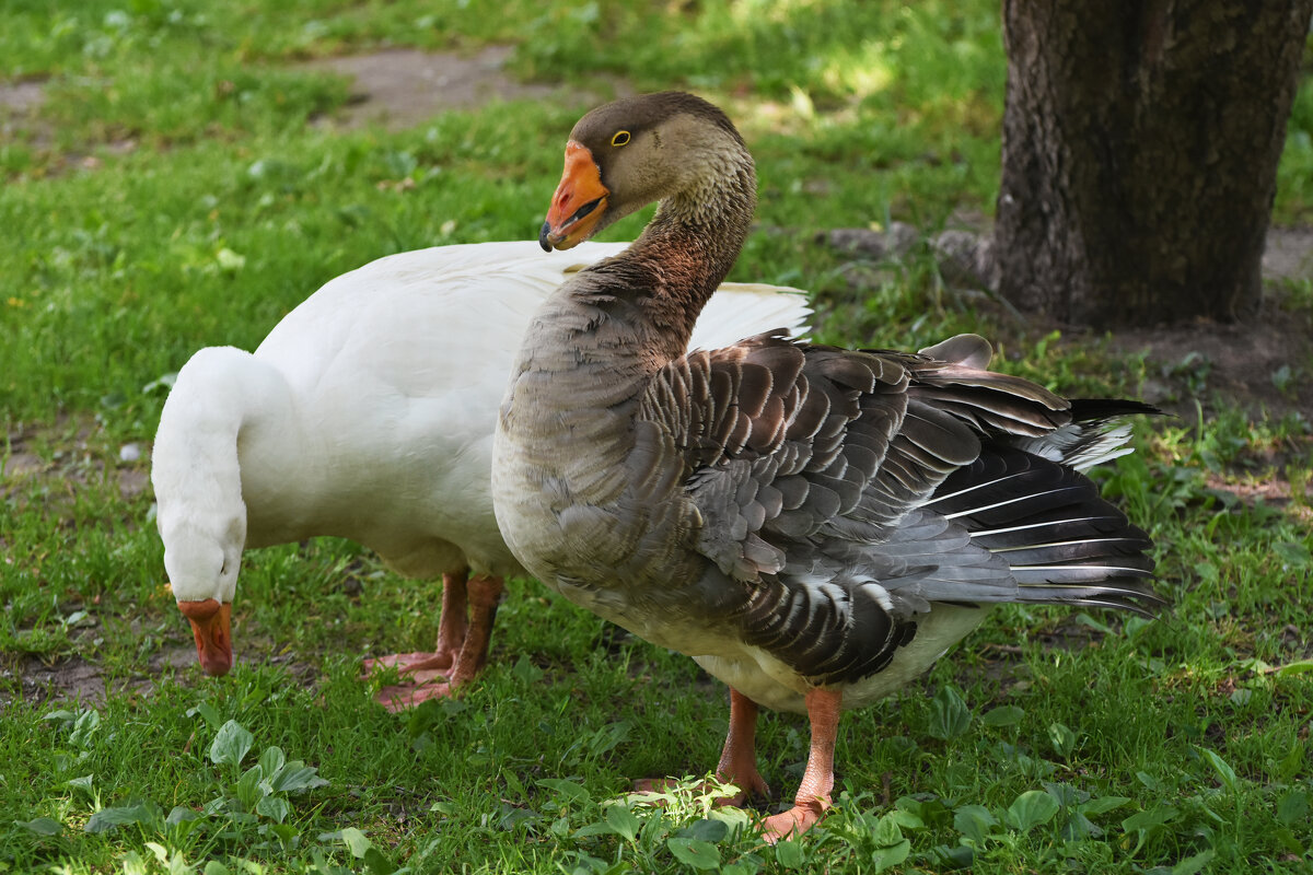 Москва. Сад будущего. Серый и белый... - Наташа ***** Москва. Сад будущего. Серый и белый... - Наташа *****