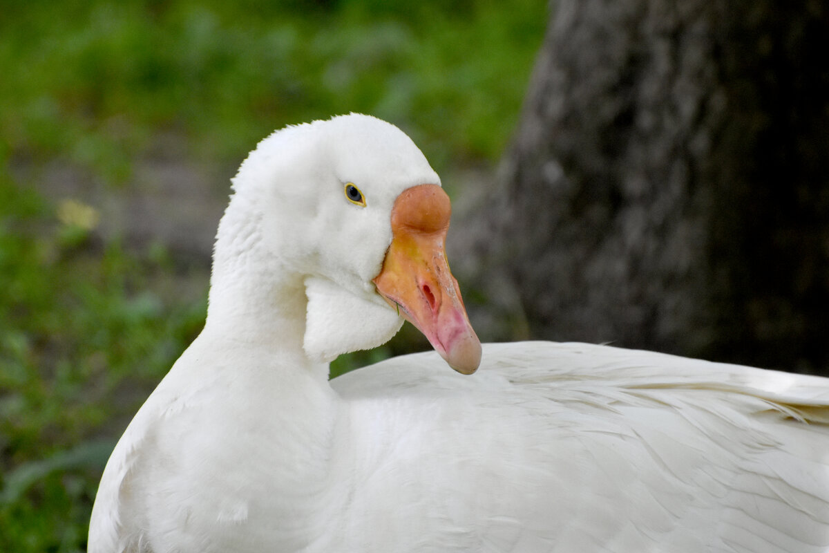 Москва. Сад будущего. Портрет. - Наташа ***** Москва. Сад будущего. Портрет. - Наташа *****