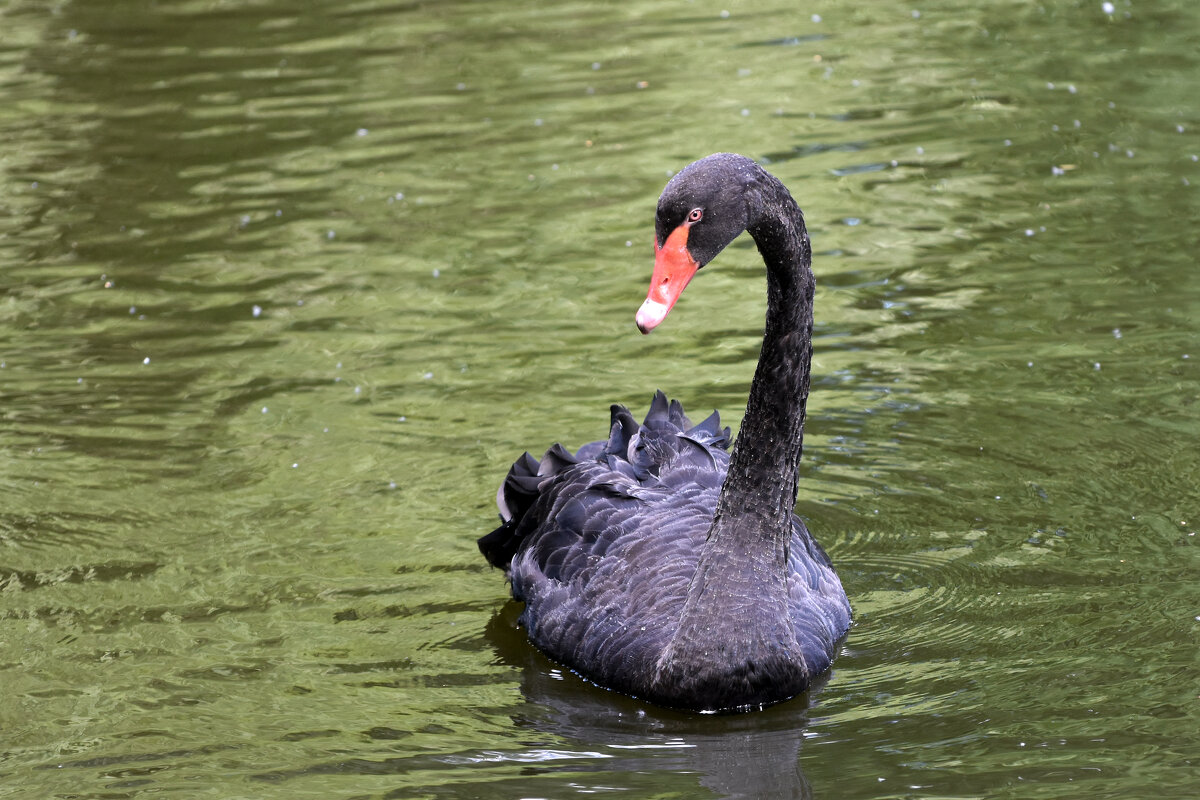 Москва. Сад будущего. Черный лебедь. - Наташа *****
