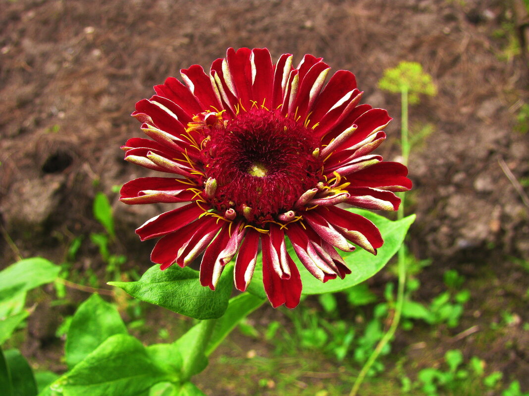 Пёстрая красавица - Людмила Смородинская Пёстрая красавица - Людмила Смородинская