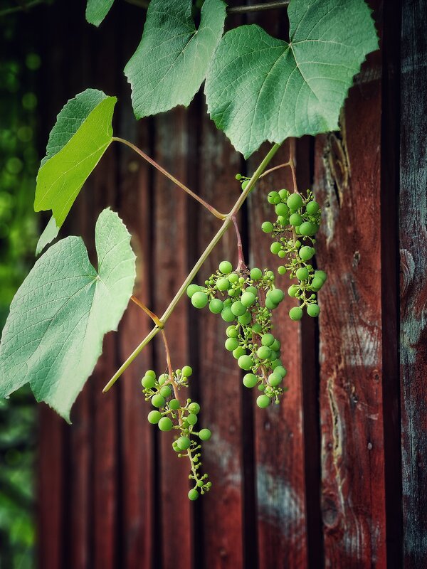 Августина пришла. - Галина Левина