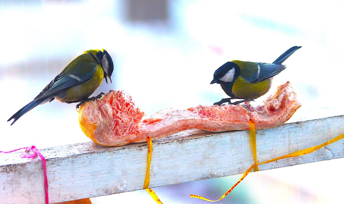 Мясоеды.. - Василий Мясоеды.. - Василий