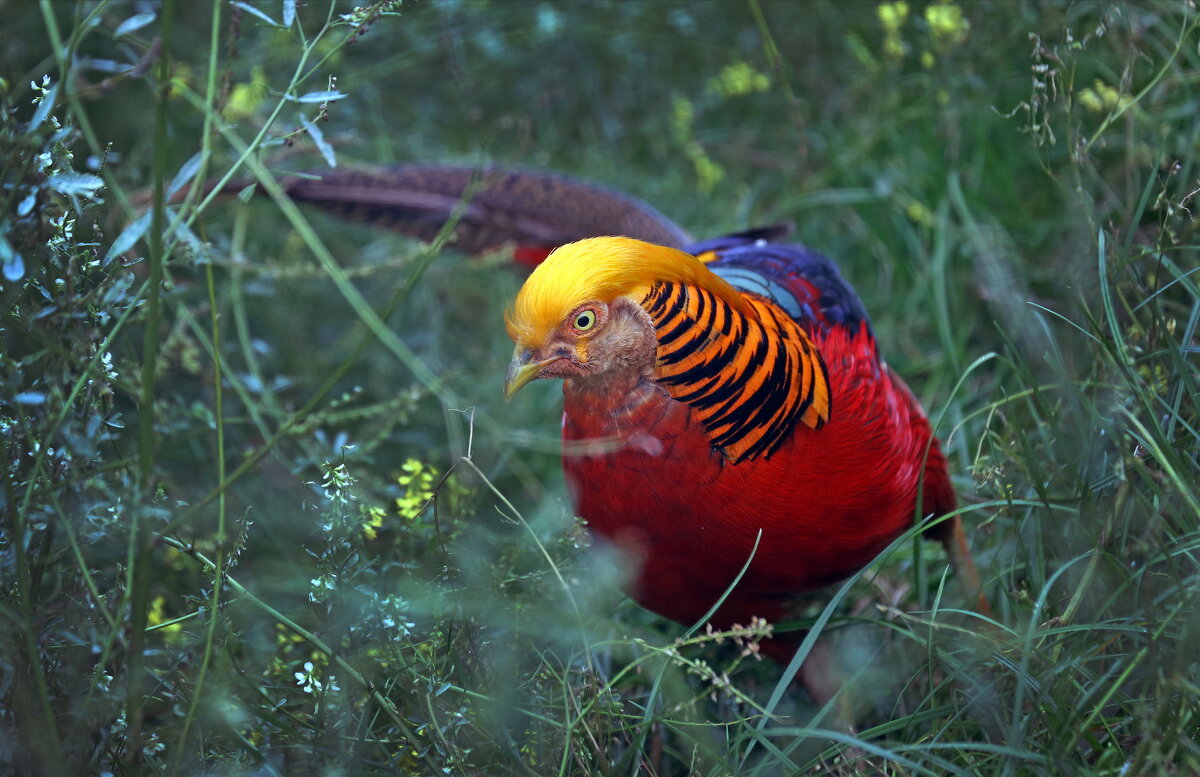 золотой фазан - Михаил Бибичков золотой фазан - Михаил Бибичков